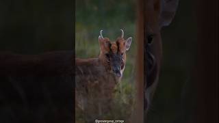 Muntjac deer Fanged Deer with a Hobby of Barking Facts animal you must knowanimals shorts [upl. by Animsay908]