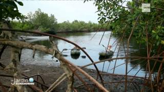 Le Jardin Extraordinaire RTBF 1  Les mystères du fleuve Congo  chutes de Zongo  Mangrove [upl. by Alveta949]