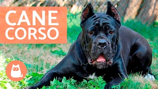 Cane corso  Características y adiestramiento del CANE CORSO [upl. by Atnahc]