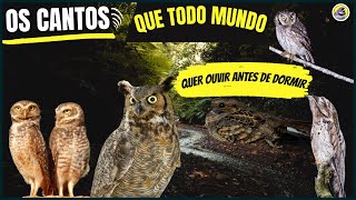 🐦1 Hora Pássaros Noturnos Cantando Os Cantos Que TRAZEM muitas SAUDADES Da ROÇA Aves Noturnas Cantos [upl. by Nahgeam]