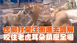 虎獅打架！狗狗衝進去咬住老虎耳朵調解😲Dog mediates zoo scuffle Separates tiger and lion in Jiangsu Province｜江蘇｜寵物動物 [upl. by Lem632]