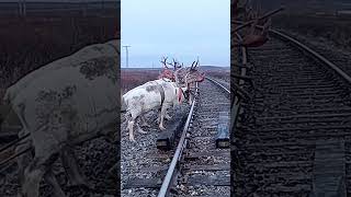 Nomads arctic reindeer herders nomadsofthefarnorthofyamal [upl. by Etep193]