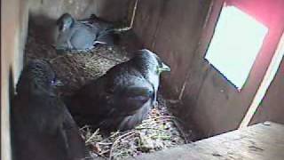 Stock Dove fights pair of Jack Daws [upl. by Ylus198]