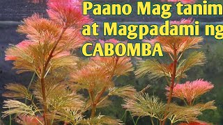 Paano Magtanim at Magpadami ng CABOMBA [upl. by Harvey]