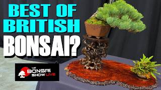 World Class Bonsai Bonsai Show Live 2024 Telford UK [upl. by Effy]