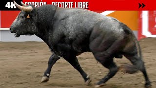 SARRIÓN  Concurso de recortadores CON TOROS [upl. by Anelav]