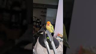 Bird Chirps Along to Sound of Metal Tongs [upl. by Alek]