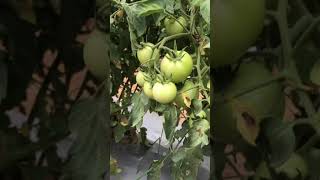 Tomato leaf blight [upl. by Ileane]