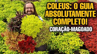 AULÃO  Coléus ou CoraçãoMagoado  Aprenda a Plantar e Cuidar dessas PLANTAS coloridas [upl. by Candice93]