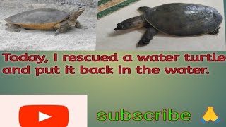 🛟Rescued the water turtle🐢🐢 today and released it back into the water 🌊🌊💦 [upl. by Yliab]