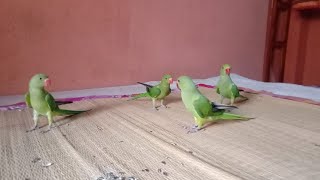 ringneck parrot free flight train kaise karen uska video tota pakhi ke kivabe post banabo video 🦜🦜 [upl. by Armelda]