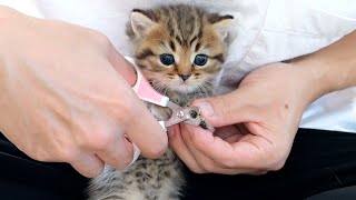 Three baby cats try nail clipping for the first time [upl. by Yila]