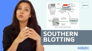 Southern Blotting  Basic Procedure  In Hindi [upl. by Tala]