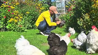 Pekin Bantams enjoying September Sun 🇬🇧 [upl. by Eddie]