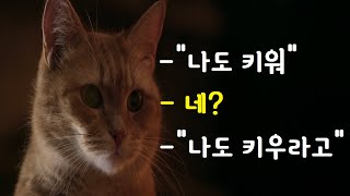 길거리 뮤지션에게 길고양이가 선물해 준 제2의 인생 결말포함 [upl. by Lesslie]