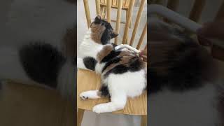 How to Groom a Playful Kitten aumuca aumucapetbrush cat cats catmom catlovers kitten [upl. by Bailar]