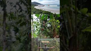 The Daintree  Oldest Rainforest In The World  Ancient Nature amp Wildlife 🦎Full Video On My Channel [upl. by Devi96]