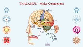 THALAMUS  The Sensory Relay Center  The Super Secretary [upl. by Karie]