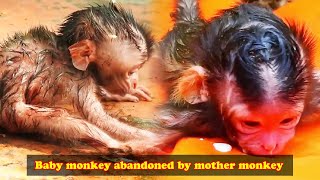 Poor baby monkey abandoned by mother when just born The daily life of the monkeys [upl. by Nev621]