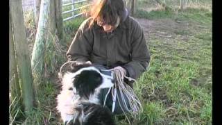 Border Collie Rescue  A Useful Dog  Episode 5 [upl. by Kcirddot57]