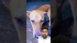 Bhoot hai 😜 funny dog virial youtubeshorts shorts [upl. by Hahsia809]