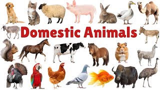 DOMESTIC ANIMALS  Learn Domestic Animals Names For Children Kids And Toddlers animals domestic [upl. by Ahsienaj]