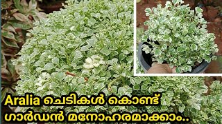 Easy Method for Propagating Aralia Plant in Malayalam  SR Vlogs by Naji💕💕 [upl. by Nirehs]