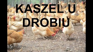 Odcinek 1082 CHOROBY KUR KASZEL U DROBIU PRZYCZYNY CZYM JEST JAK LECZYÄ† PORADY [upl. by Nivrac658]