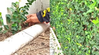 How To Propagating Creeping Fig Plants From Cuttings For Home Fences [upl. by Ennoira]