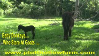 Baby Poitou Donkey  Ambroise  day 1  Donkeys Who Stare at Goats [upl. by Ause580]