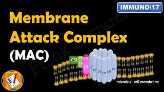 Membrane Attack Complex  Terminal Steps of Complement Pathways Part V FLImmuno17 [upl. by Bruce]