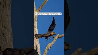 Sharp shinned Hawk take off subscribe wildlife birds nature slowmotion shorts hawk bird [upl. by Balcer]