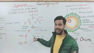 Gametogenesis part 2 Oogenesis अंड जनन and structure of Ovum [upl. by Nathanson]