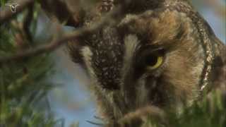 Longeared Owl closeup [upl. by Claribel]