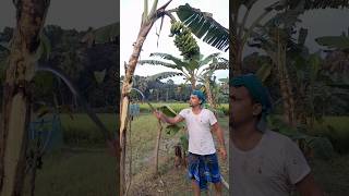 How to harvesting are banana ep 283 Short trending vairal banana food agro 🍌🍌 [upl. by Morly]