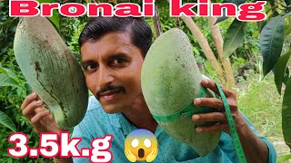 Bronai king mango 🥭🥭big size mango 35kg😮😮 [upl. by Michigan]