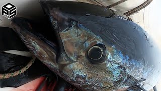 PESCASUB TONNO Cernia e Pesci Pesca Subacquea Profonda  Spearfishing TUNA Bluefin 2023 [upl. by Mcclelland912]