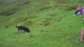 Métier  chien de berger dans les Pyrénées [upl. by Hay]