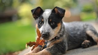 The Amazing Australian Cattledog [upl. by Ayouqat]