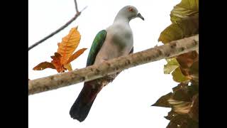 Ducula geelvinkiana Geelvink Imperial Pigeon [upl. by Meade]