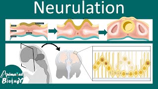 Neurulation  Neurogenesis  Neural tube folding  USMLE  Neurology [upl. by Nallaf]