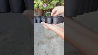 Unboxing Seedlings Tray gardening meesho plants [upl. by Ordnajela]