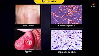 spirochetes microbiology  Animation [upl. by Suoirad]