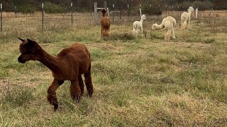 Rotational Grazing with Alpacas [upl. by Aiym235]