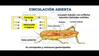 BIOLOGIA CLASE 14  SISTEMA CIRCULATORIO GENIOS [upl. by Iene]