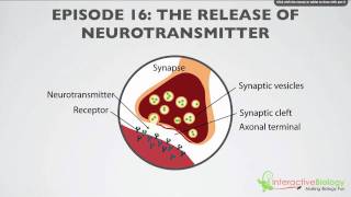 016 The Release of Neurotransmitter [upl. by Yeaton]