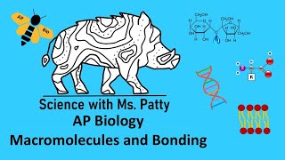 AP Bio  Macromolecules and Bonding Unit 1 [upl. by Araic]