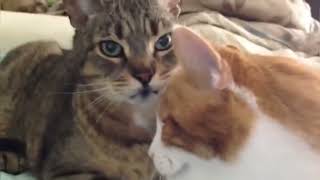 ASMR Cats grooming each other LOOPED [upl. by Ahsiet]