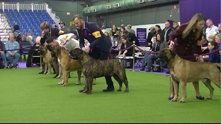 Bullmastiff Westminster dog show 2017 b [upl. by Krum]