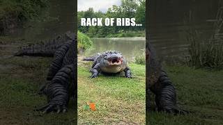 THATS HOW YOU EAT A RACK OF RIBS shorts alligator wildlife [upl. by Redienhcs]